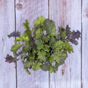 Baby kale morado 2