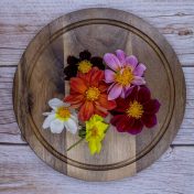 Flores-dalias-5
