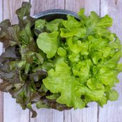 Lechugas-hoja-de-roble-verde-y-morada-2