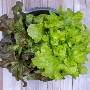 Lechugas-hoja-de-roble-verde-y-morada-2