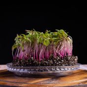Micro beta 2