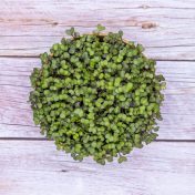 Microgreens-kale-morado-1